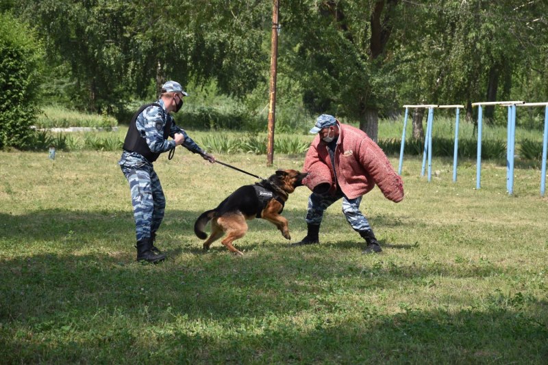 Три ротвейлеры в белом кругу