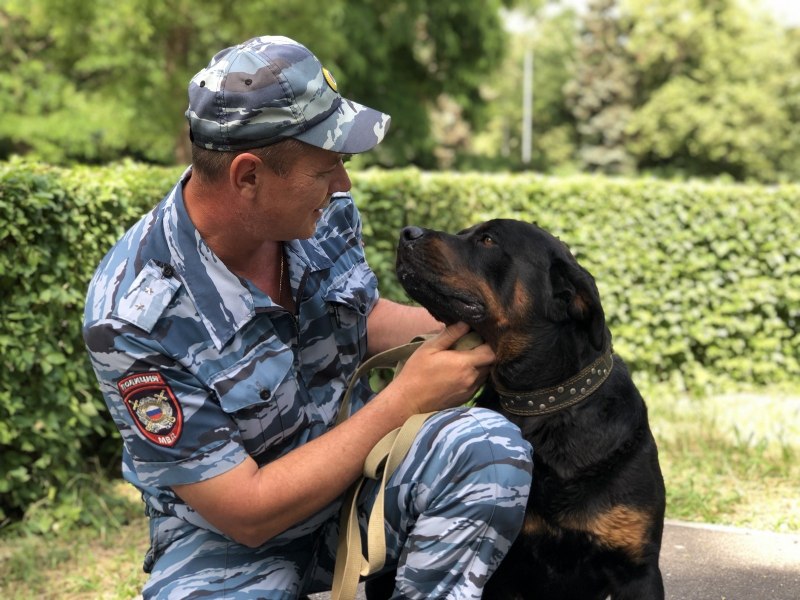 Ротвейлер с шиной