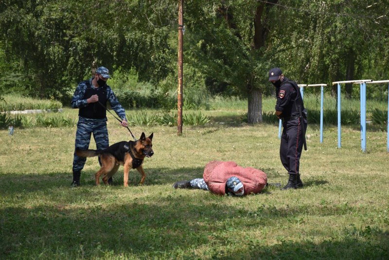 Ротвейлер на службе