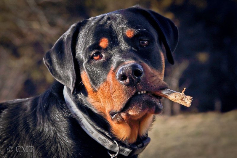 Rottweiler Puppy 6 months