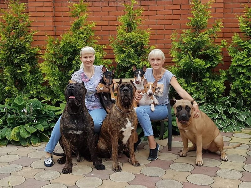 Корсо Нонпарель питомник сайт
