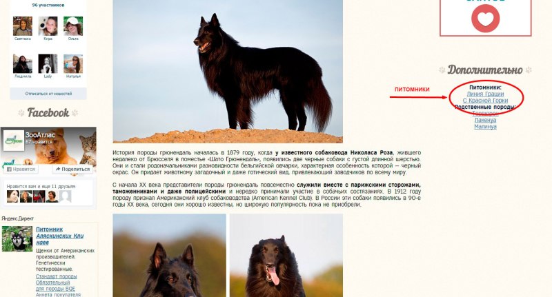 Лабрадор Лекс