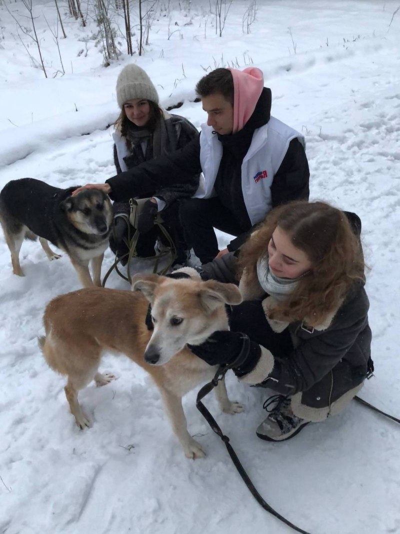 Американская овчарка лютоволк