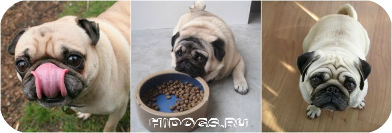 Мопс большие глаза
