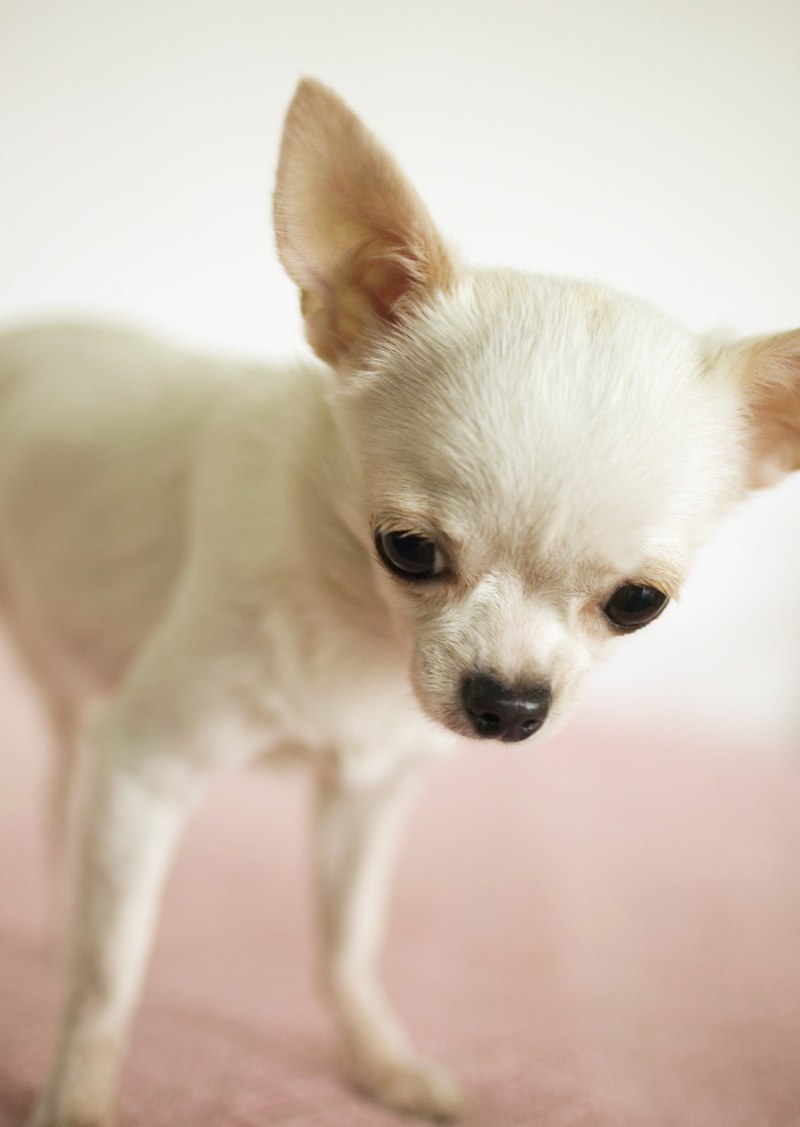 Маленькие породы собак с длинной шерстью на ушах