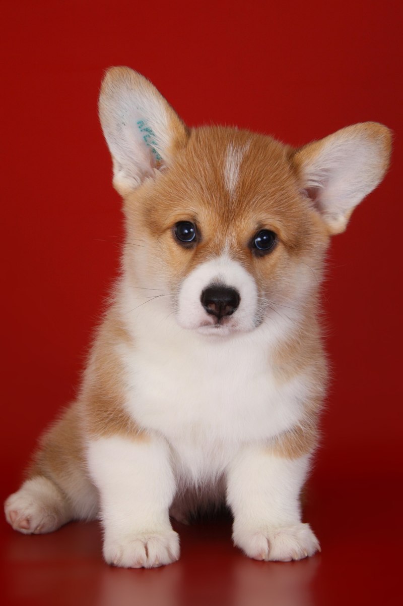 Собака с большими ушами и короткими лапами