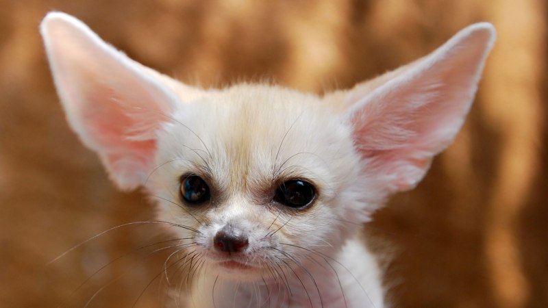 Маленькие породы собак с длинной шерстью на ушах