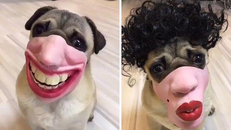 Прикольные намордники для собак