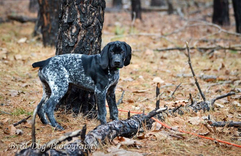 Kc Black German short haired Pointer