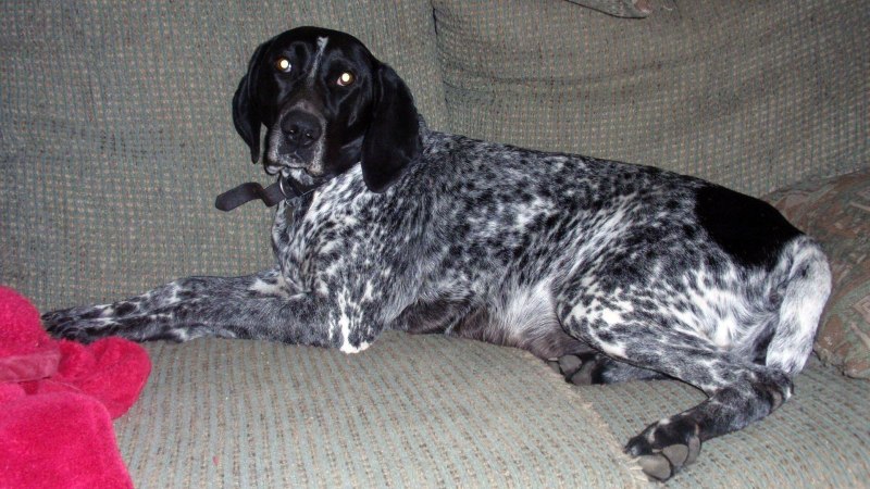 Shorthaired Pointers Ellesmere черный