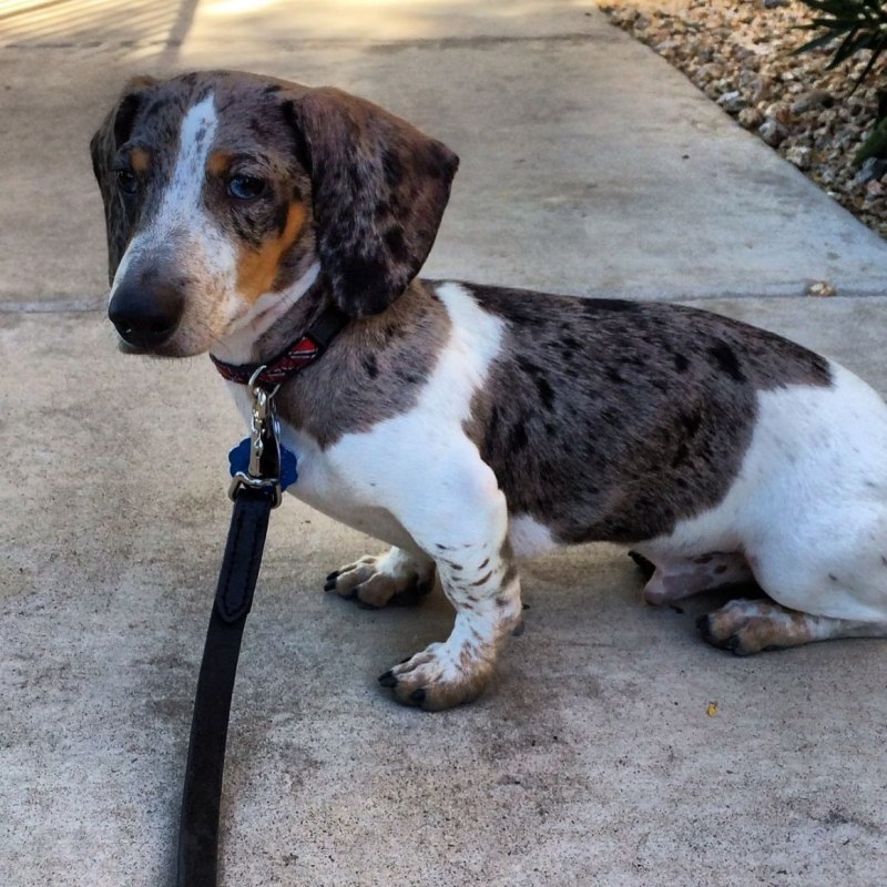 Piebald такса