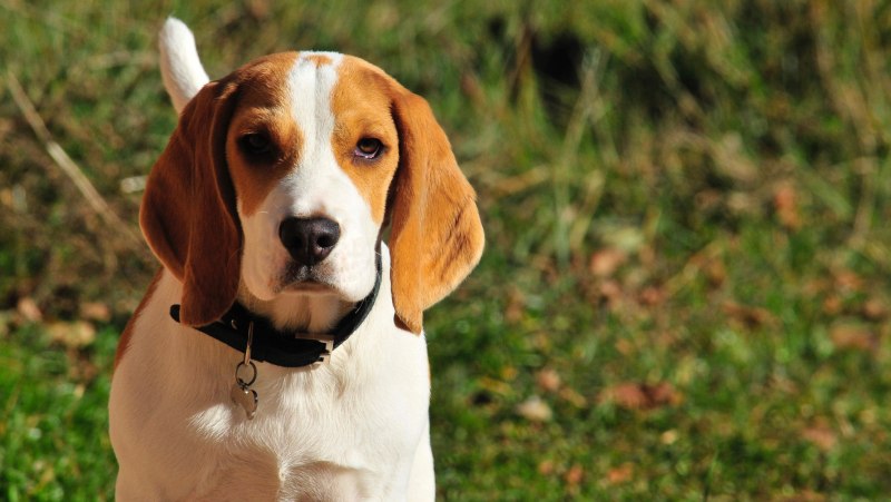 M40 Beagle