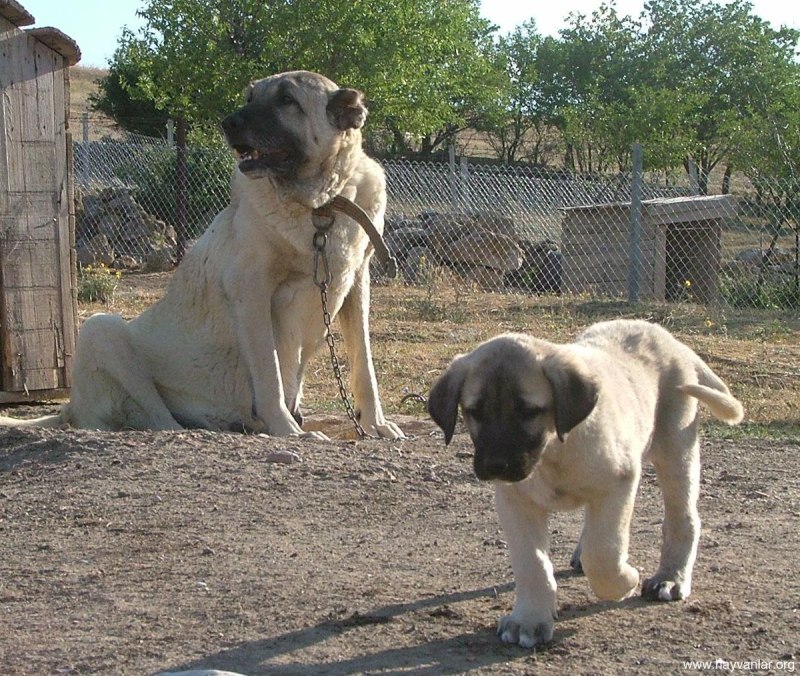 Анатолийский Шепард