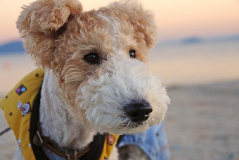 Fox Terrier гладкошерстный