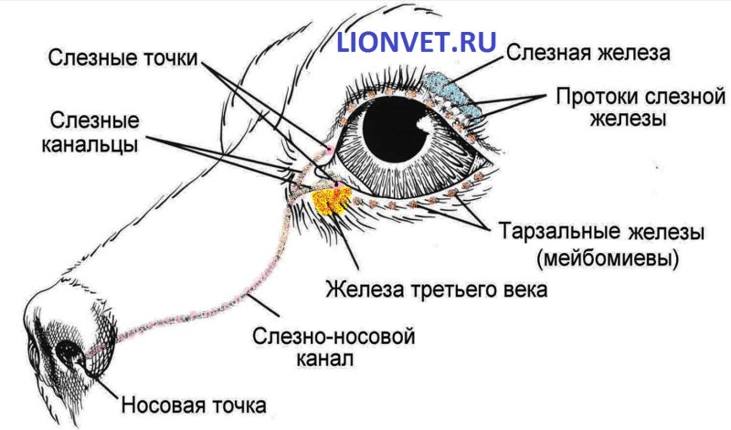 Слезная железа у собаки анатомия