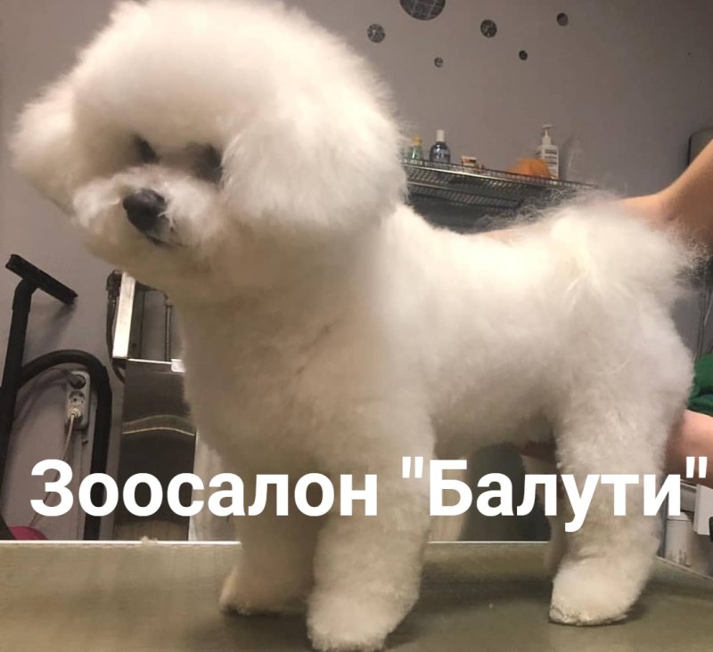 Бишон фризе груминг