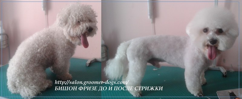 Подстриженный Бишон фризе 4 месяца