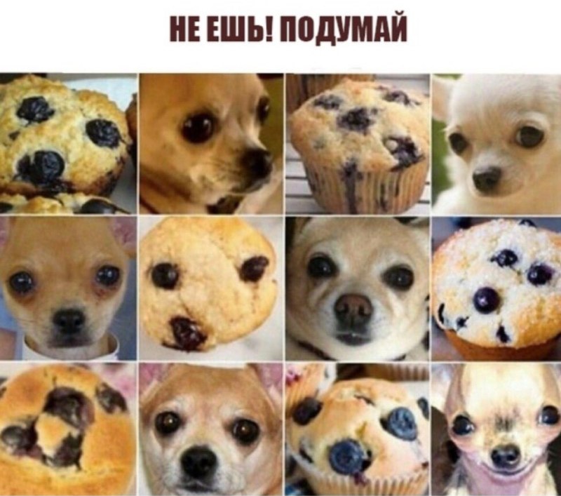 Чихуахуа и маффины