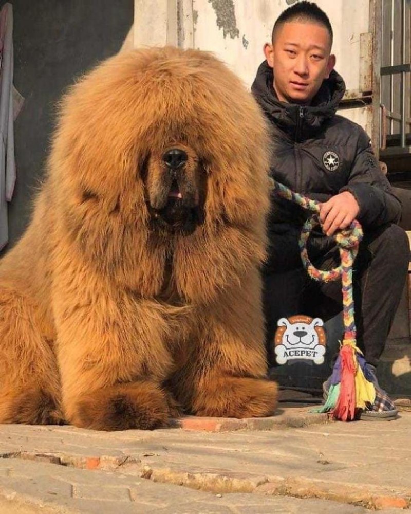 ДОСА ину корейский мастиф