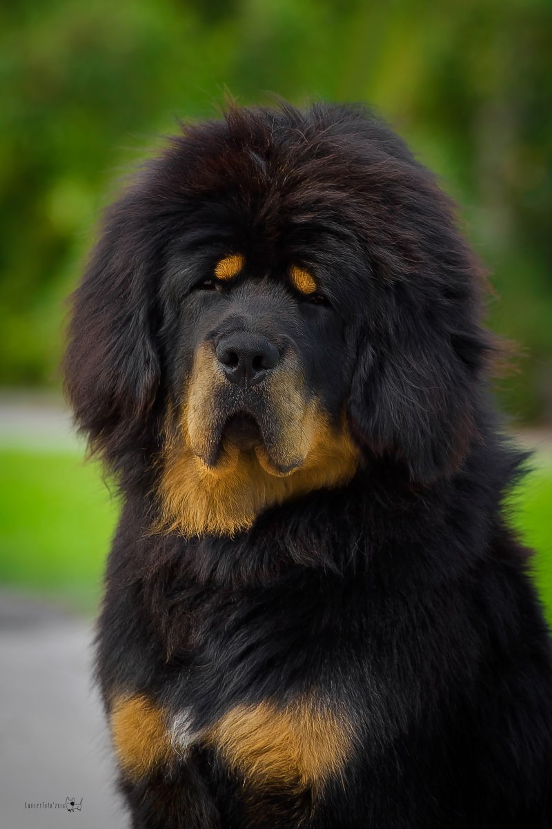 Королевский мастиф
