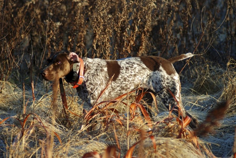 Vizsla, German Shorthaired Pointer