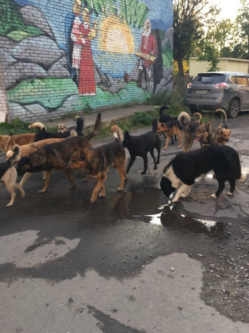 Бродячие собаки