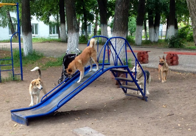 Детская площадка и собака