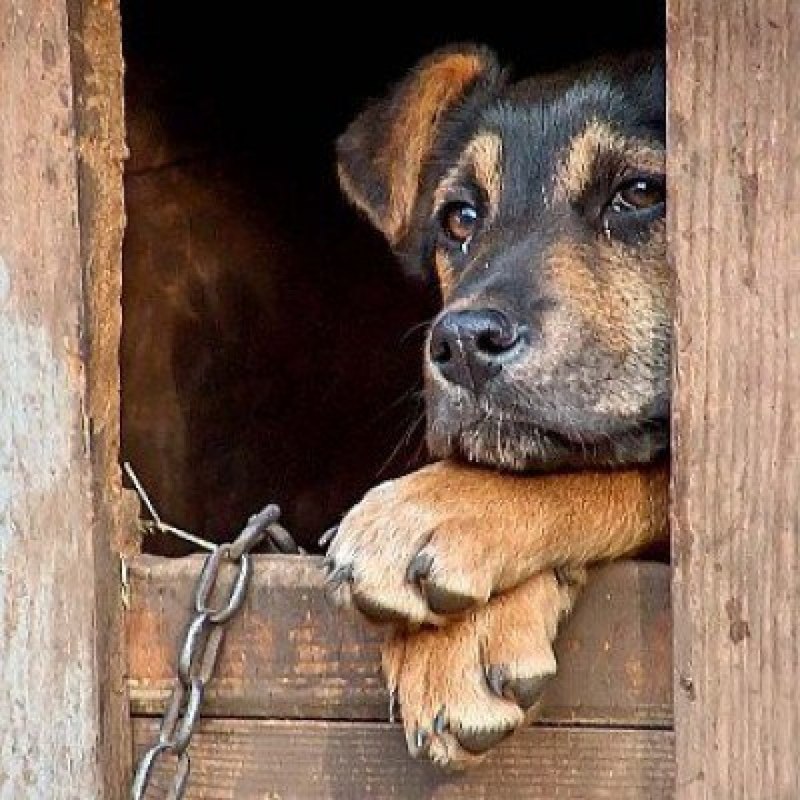 Бойцовский пёс напал на ребёнка