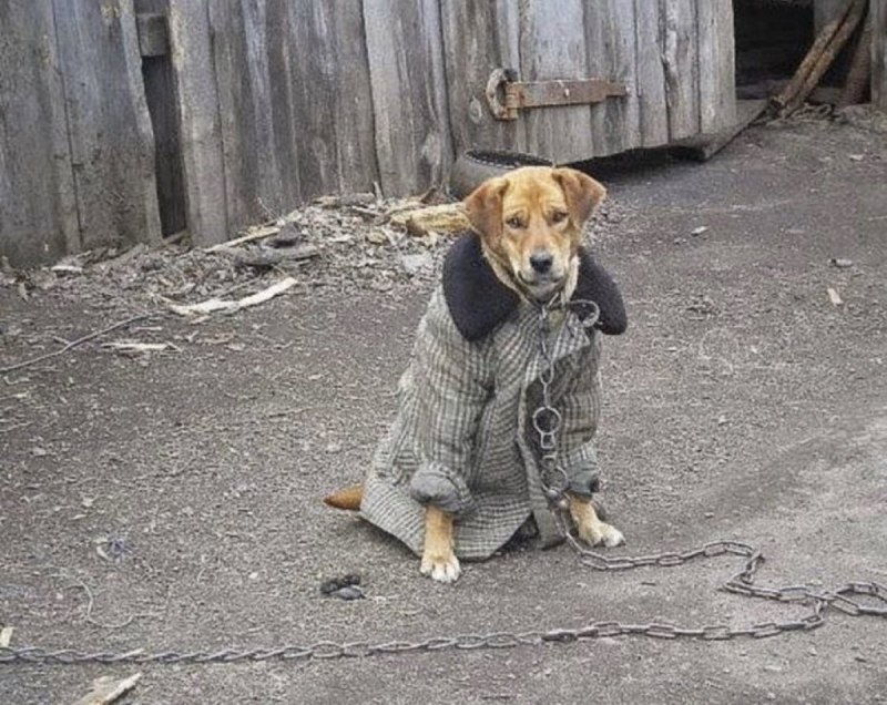 Пес в пальто