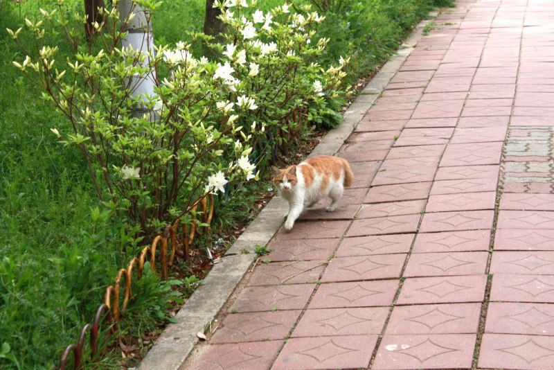 Собачий дворик