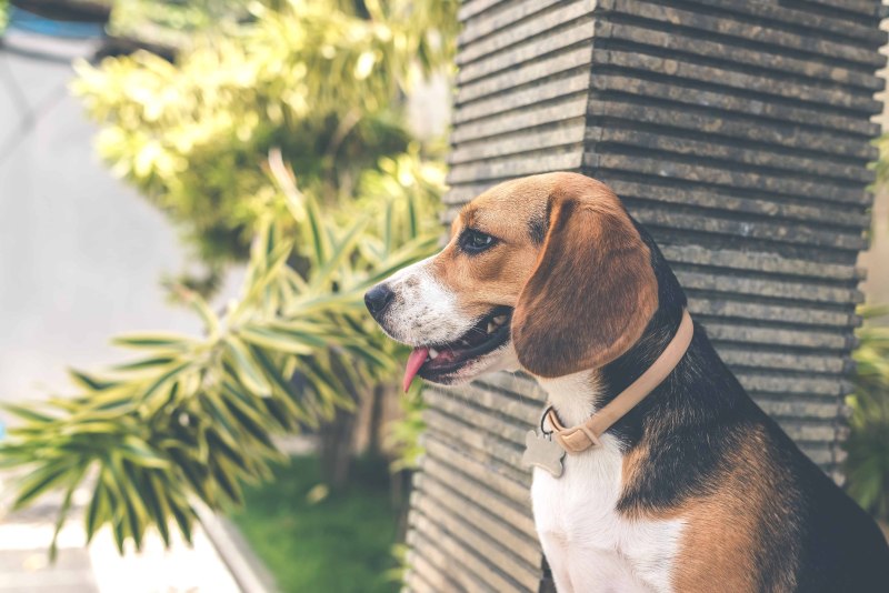 Babyface Beagle