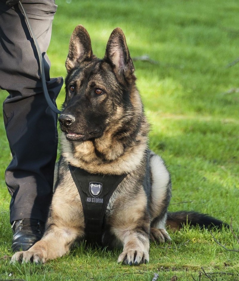 Немецкая овчарка k9