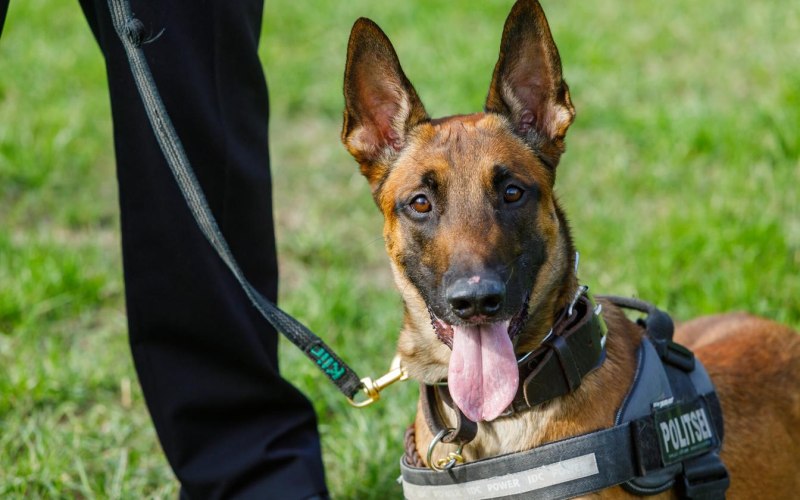 IDF K-9