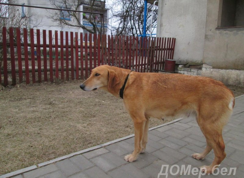 Окрас русской гончей-багряный