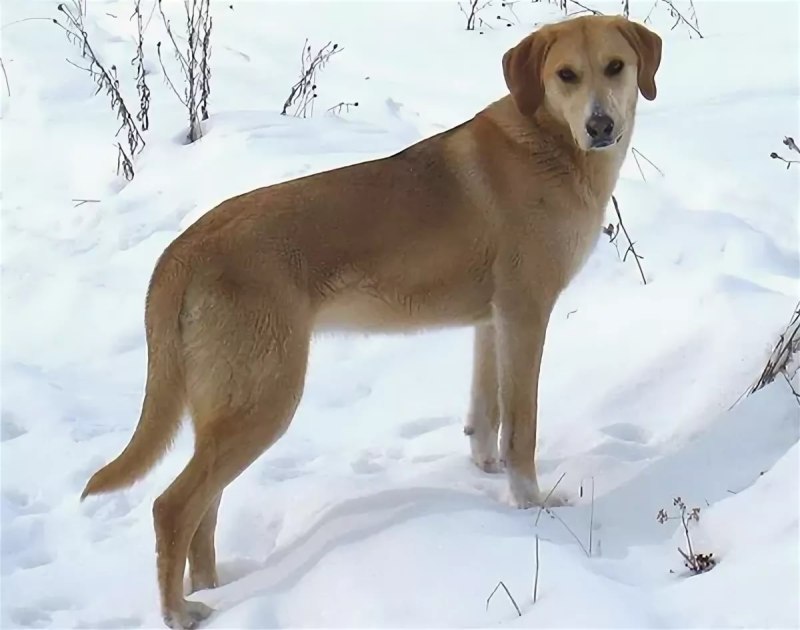 Русская гончая собака