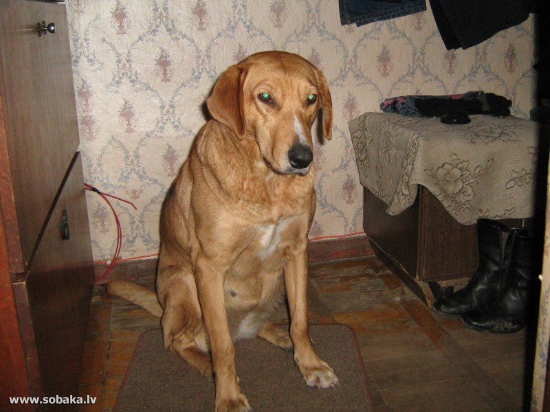 Рыжая гончая