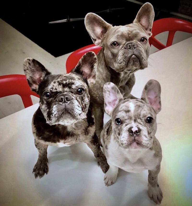French Bulldog Lilac Sable