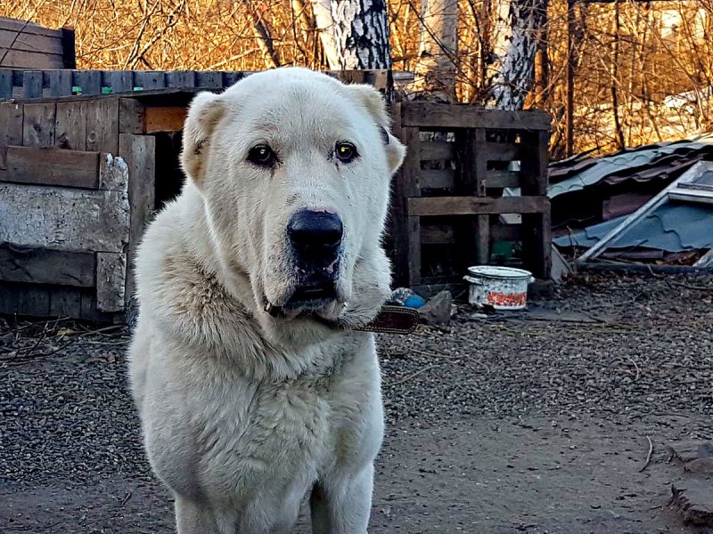 Сибирский алабай