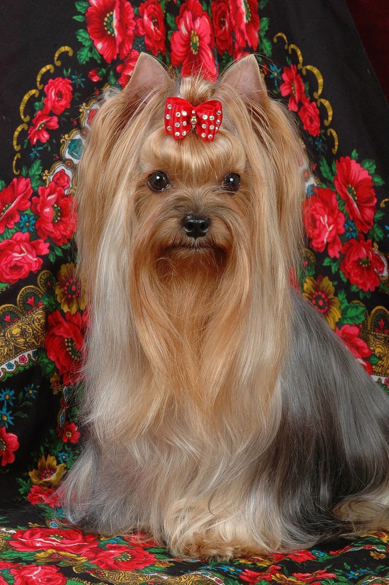 Ешкорский терьер