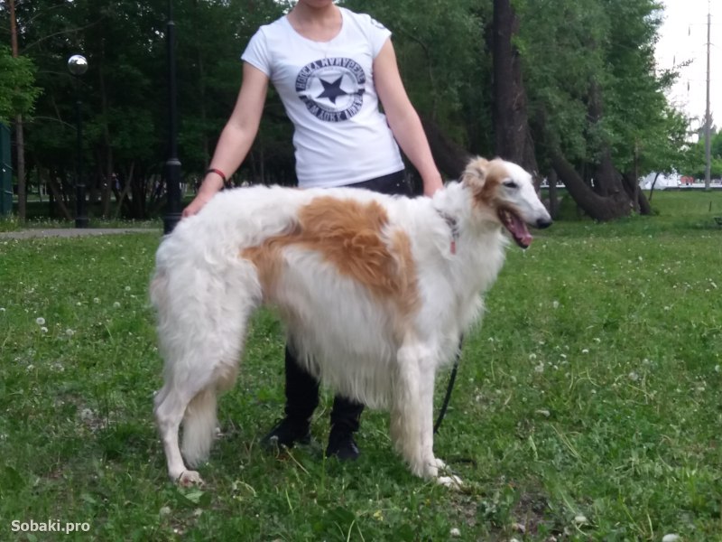 Собака Неро Корсо