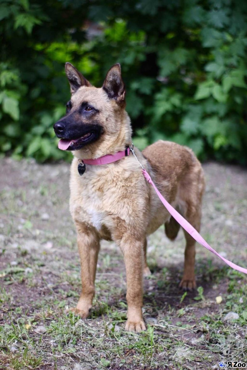 Chuck's choice Dog
