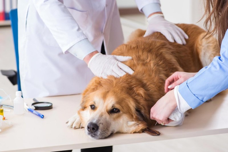 Purina Pro Plan Veterinary Diets Fortiflora