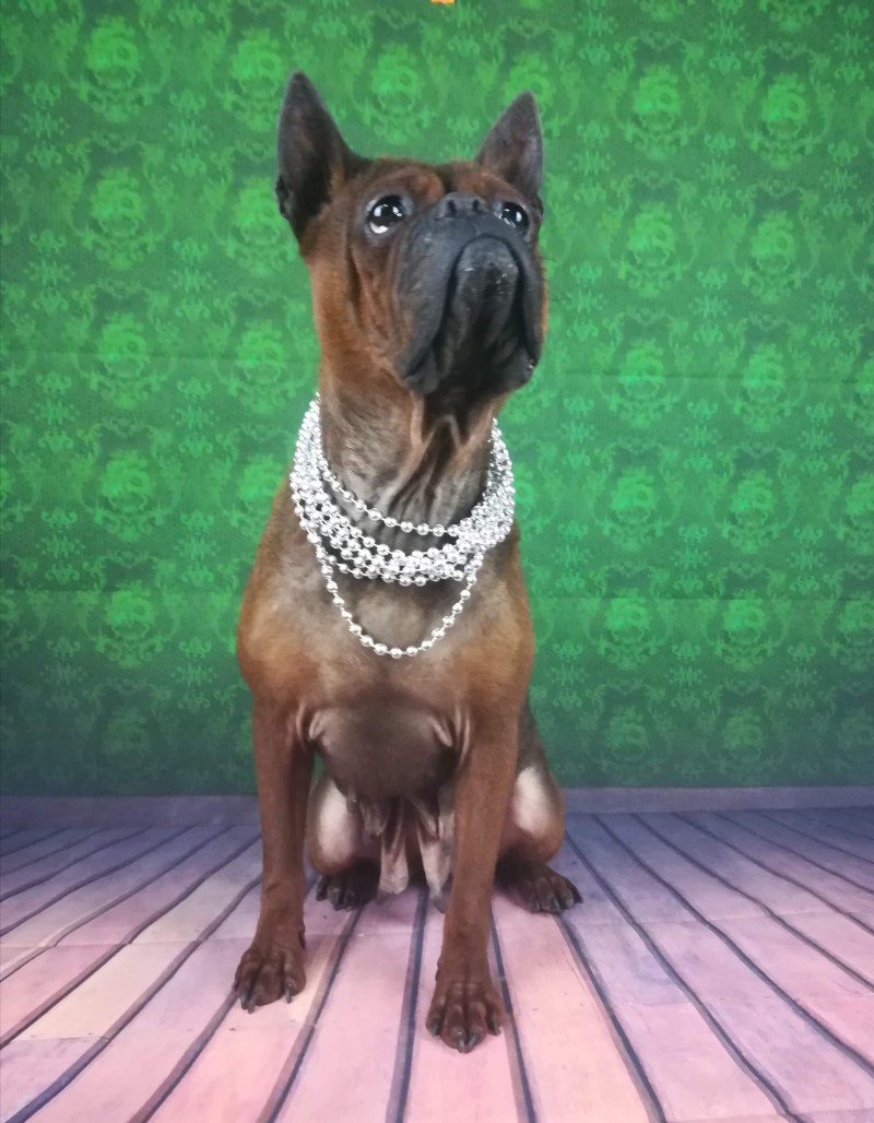 Чунцин собака
