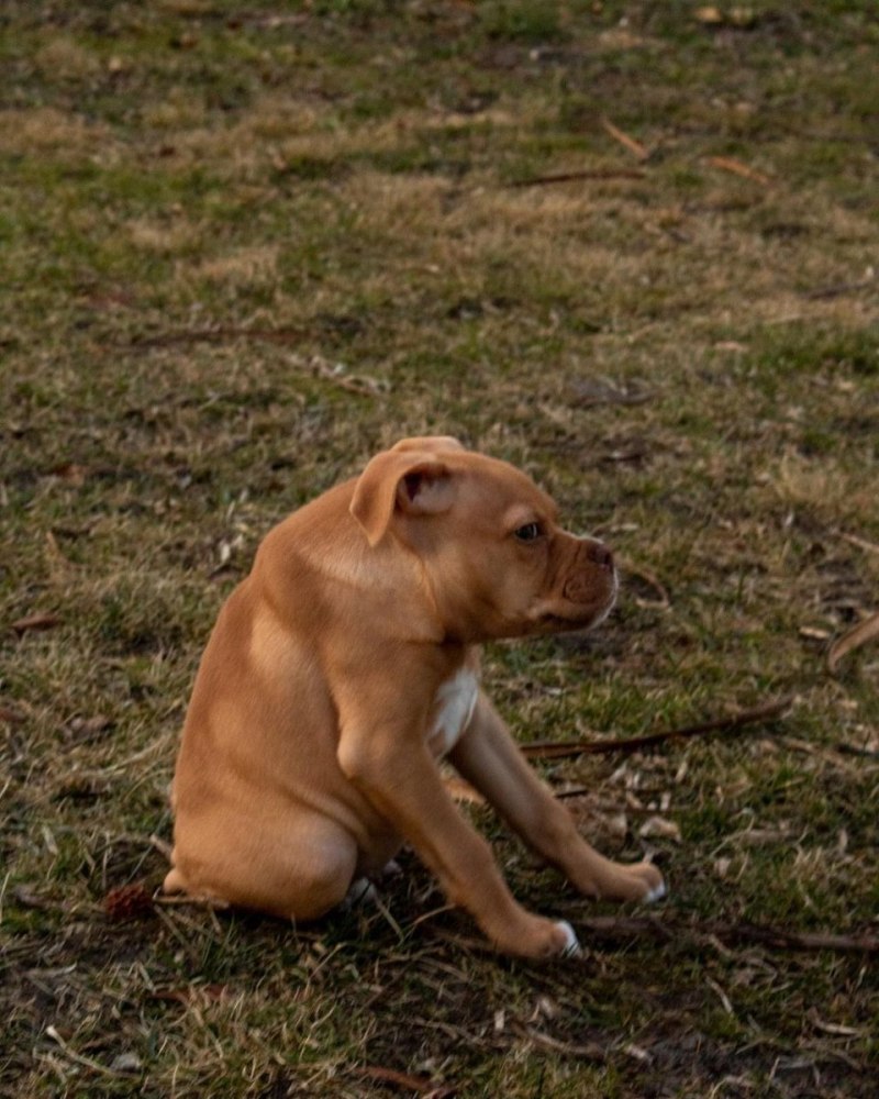 Короткая собака