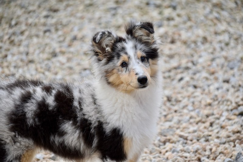 Sheltie Blue Merle