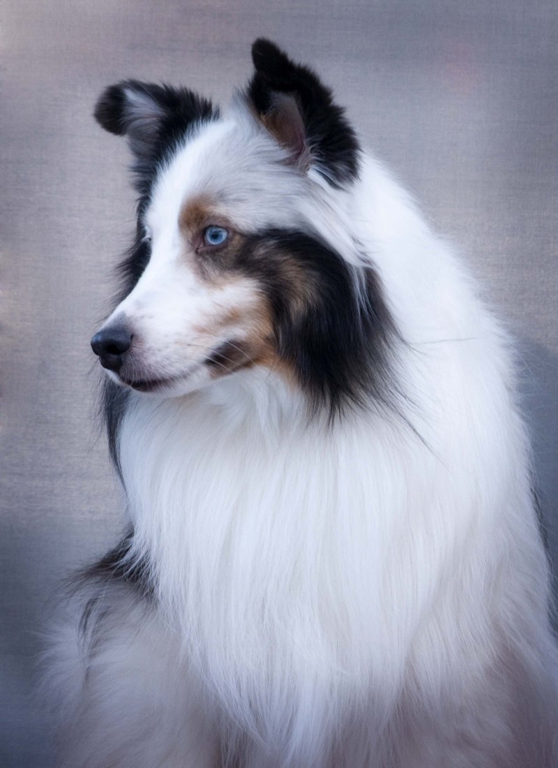 Blue Merle шелти