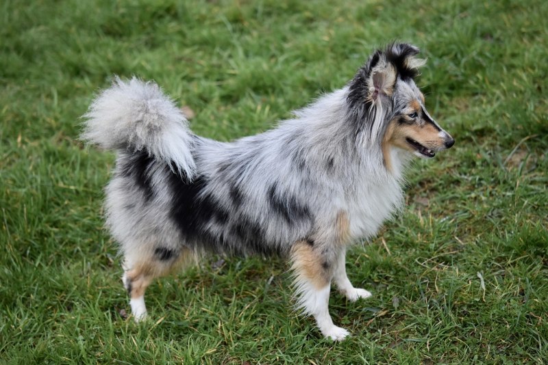 Blue Merle шелти