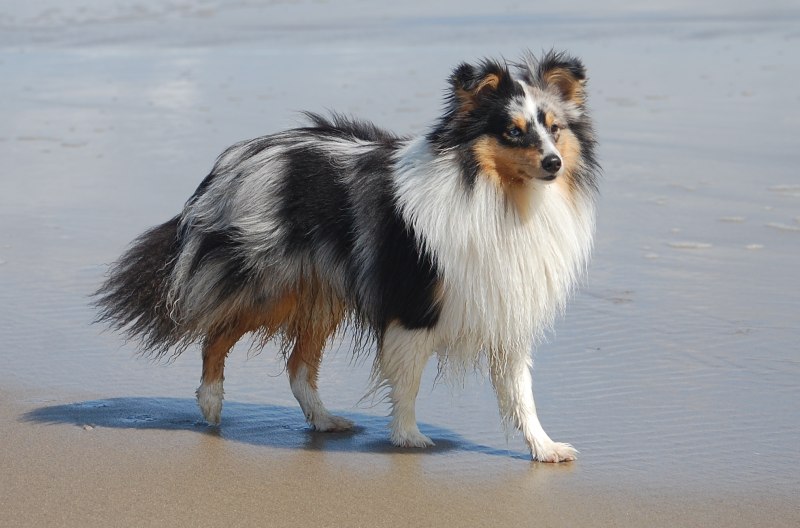 Shetland Sheepdog Blue Eyes