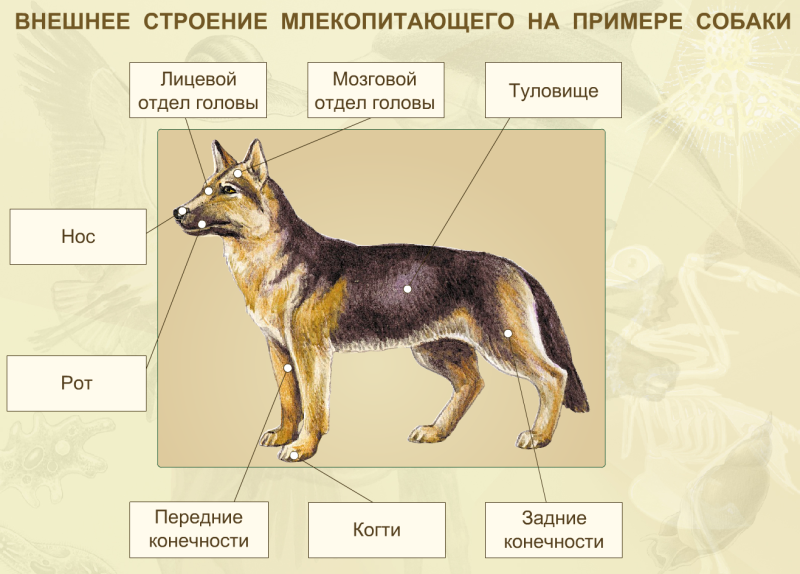 Внешнее строение млекопитающих 7 класс.