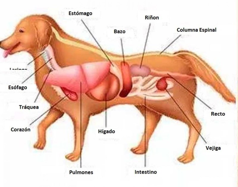 Можно ли собаке селезенку. Анатомия чихуахуа внутренние органы. Анатомия селезенки собаки. Анатомия брюшной полости собаки. Анатомия шпица органы.